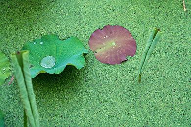 《铁道公司2》预告片曝光 打造20世纪铁路帝国